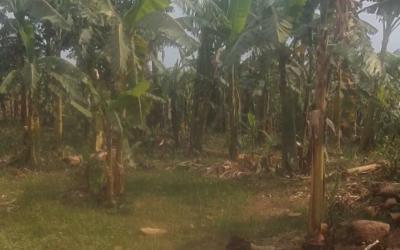 Bweyogerere kiwanga plot