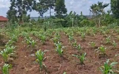 Mukono kabembe plot