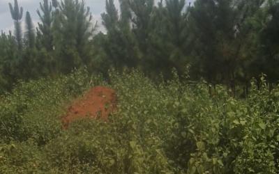 Gallery thumbnail Farm Land
