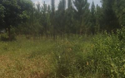 Gallery thumbnail Farm Land