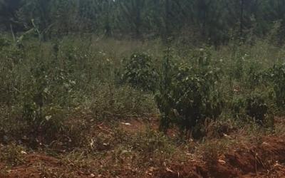 Gallery thumbnail Farm land435,600 square feet