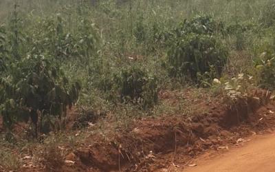 Gallery thumbnail Farm land435,600 square feet
